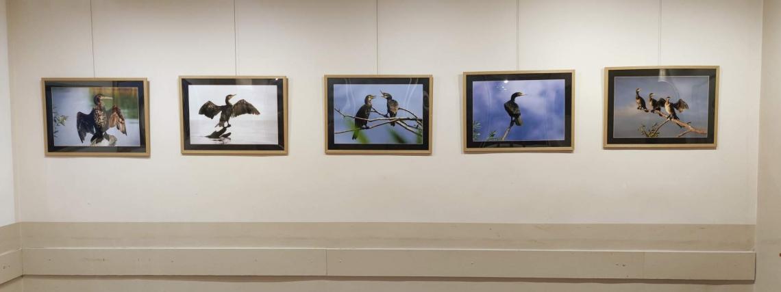 Wystawa fotografii pt. "Ptaszory" autorstwa Ziemowita Kalkowskiego.