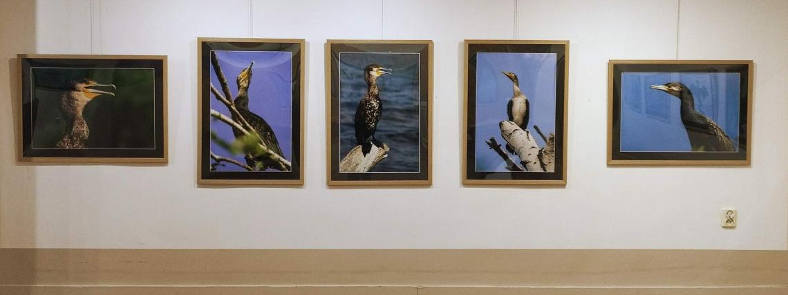 Wystawa fotografii pt. "Ptaszory" autorstwa Ziemowita Kalkowskiego.